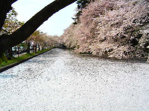 Sakura, Castle Hirosaki